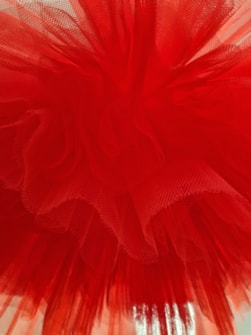 20260420_115124.jpg rose